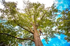 Best Tree Trimming and Pruning  in International Falls, MN