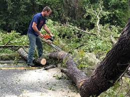 Best Tree Risk Assessment  in International Falls, MN