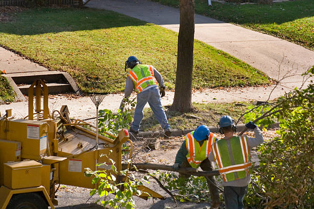 How Our Tree Care Process Works  in  International Falls, MN