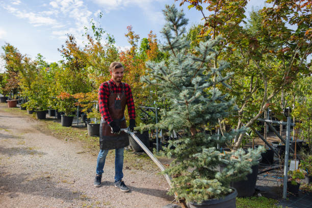 Best Stump Grinding and Removal  in International Falls, MN