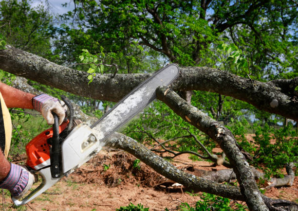 Best Fruit Tree Pruning  in International Falls, MN